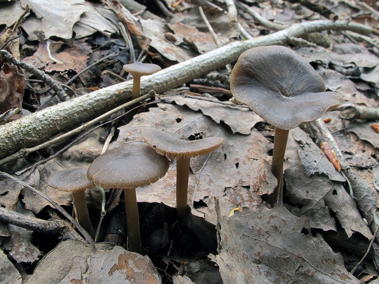 Entoloma vernum