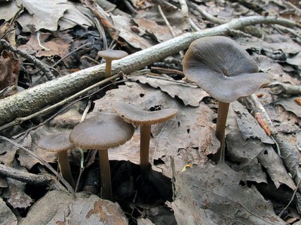 Entoloma vernum