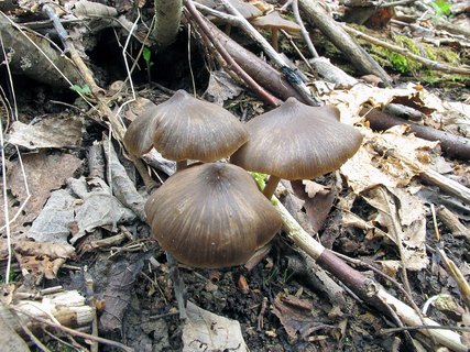 Entoloma vernum