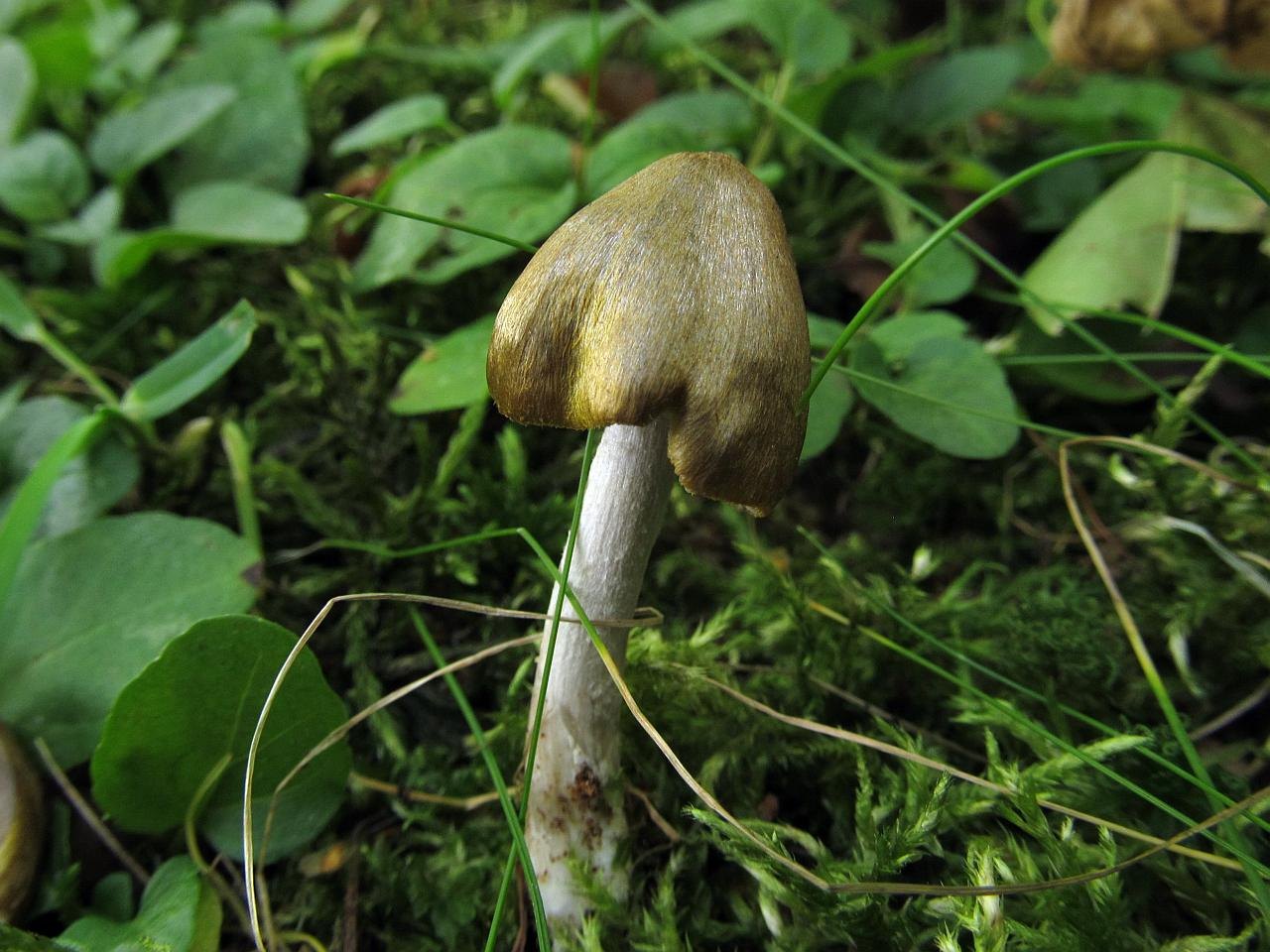Entoloma versatile