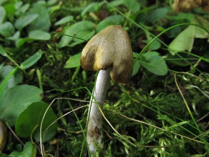Entoloma versatile