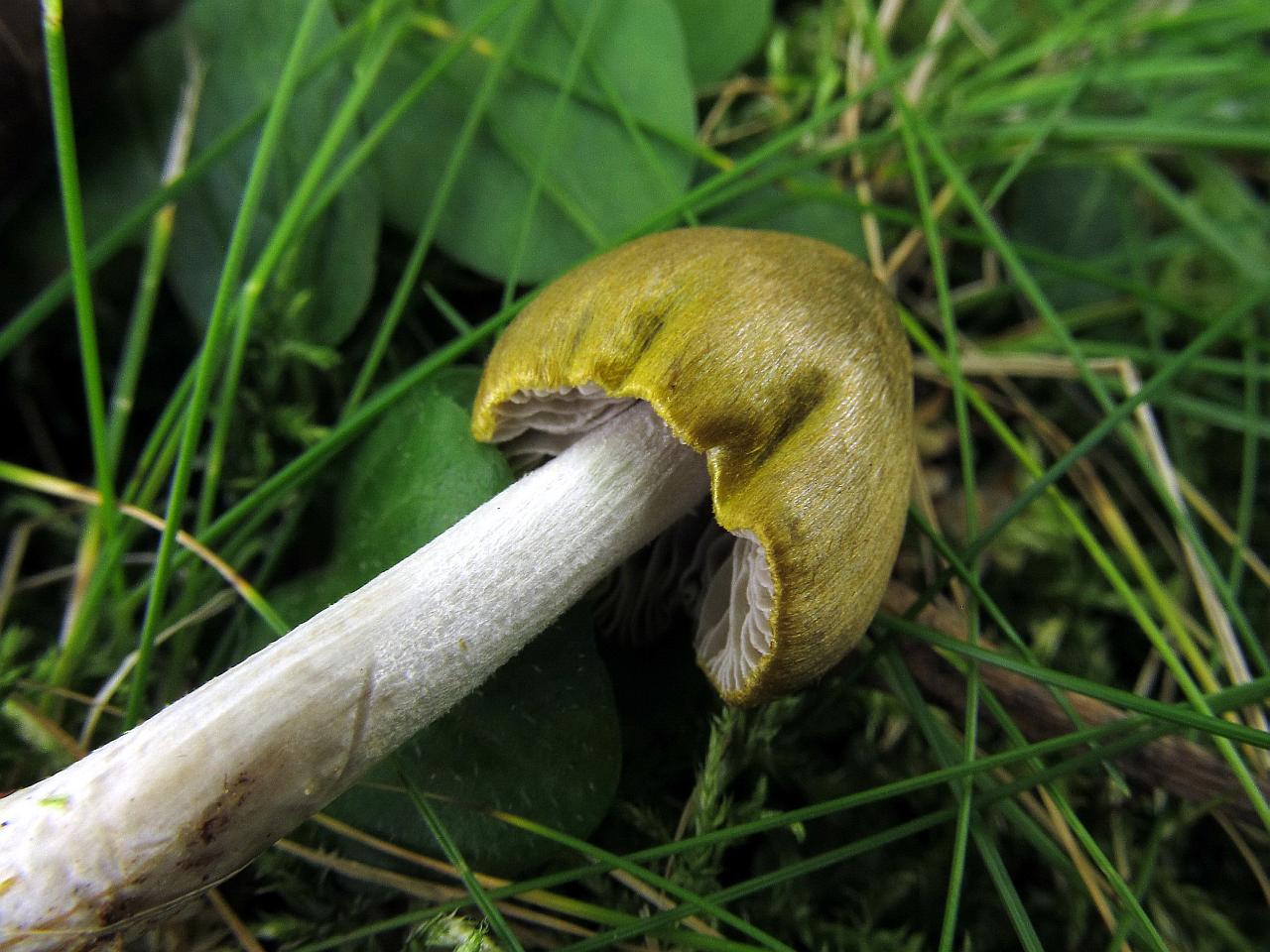 Entoloma versatile