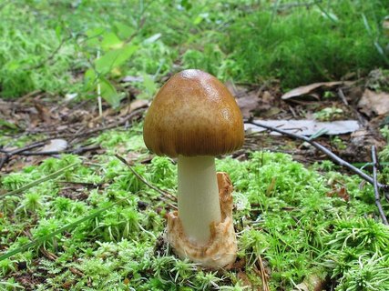 Amanita fulva