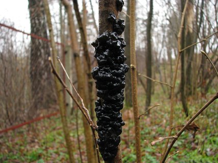 Exidia glandulosa