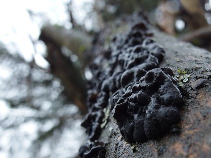 Exidia glandulosa