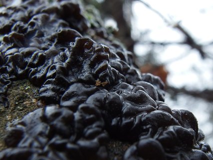 Exidia glandulosa