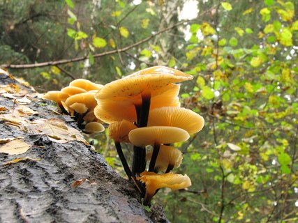 Flammulina velutipes