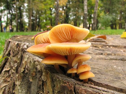 Flammulina velutipes
