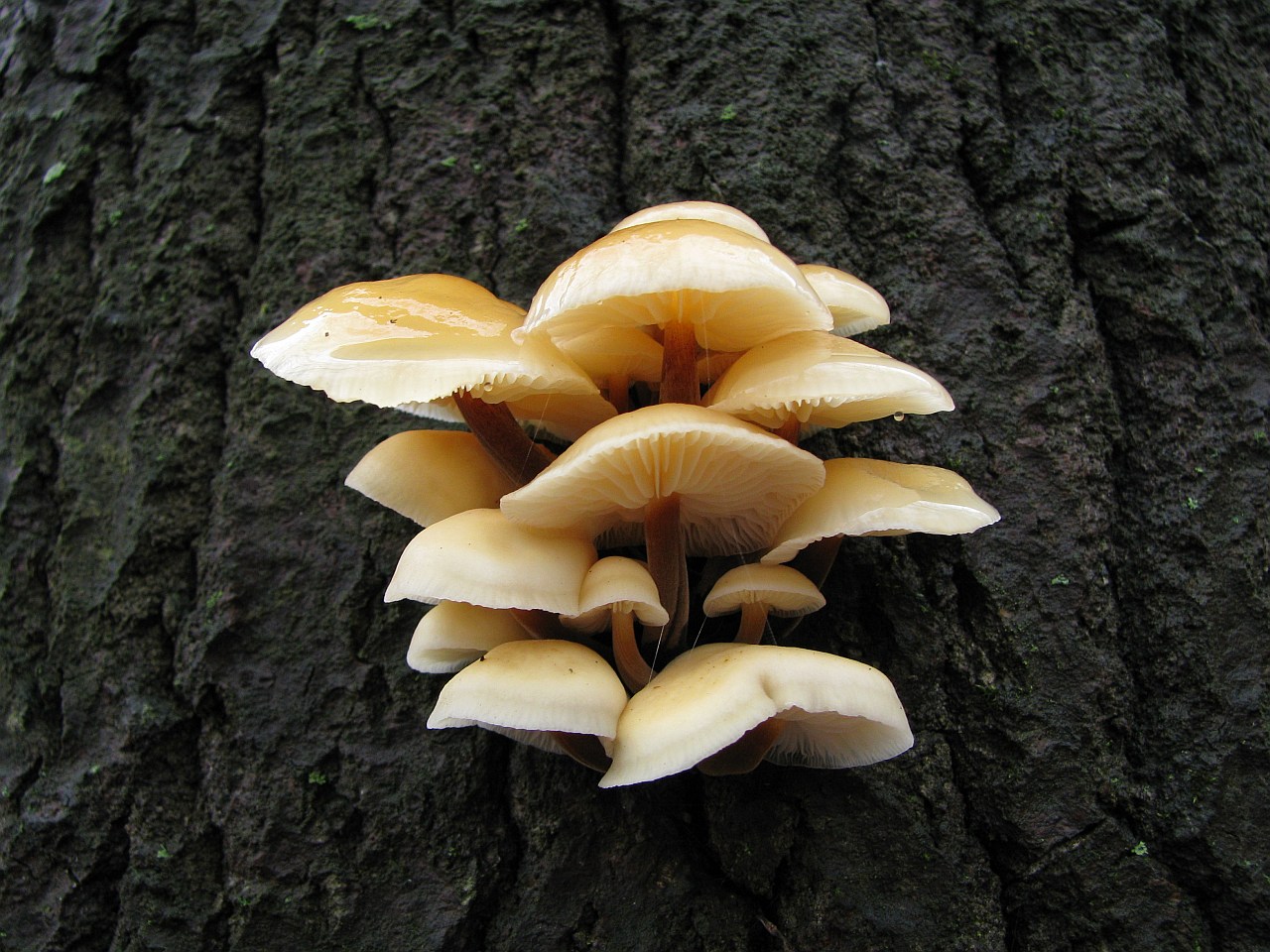 Flammulina velutipes