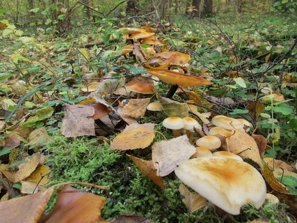 Flammulina velutipes