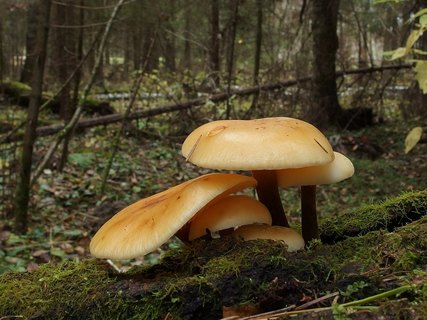 Flammulina velutipes