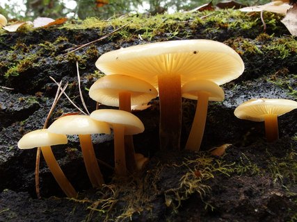 Flammulina velutipes