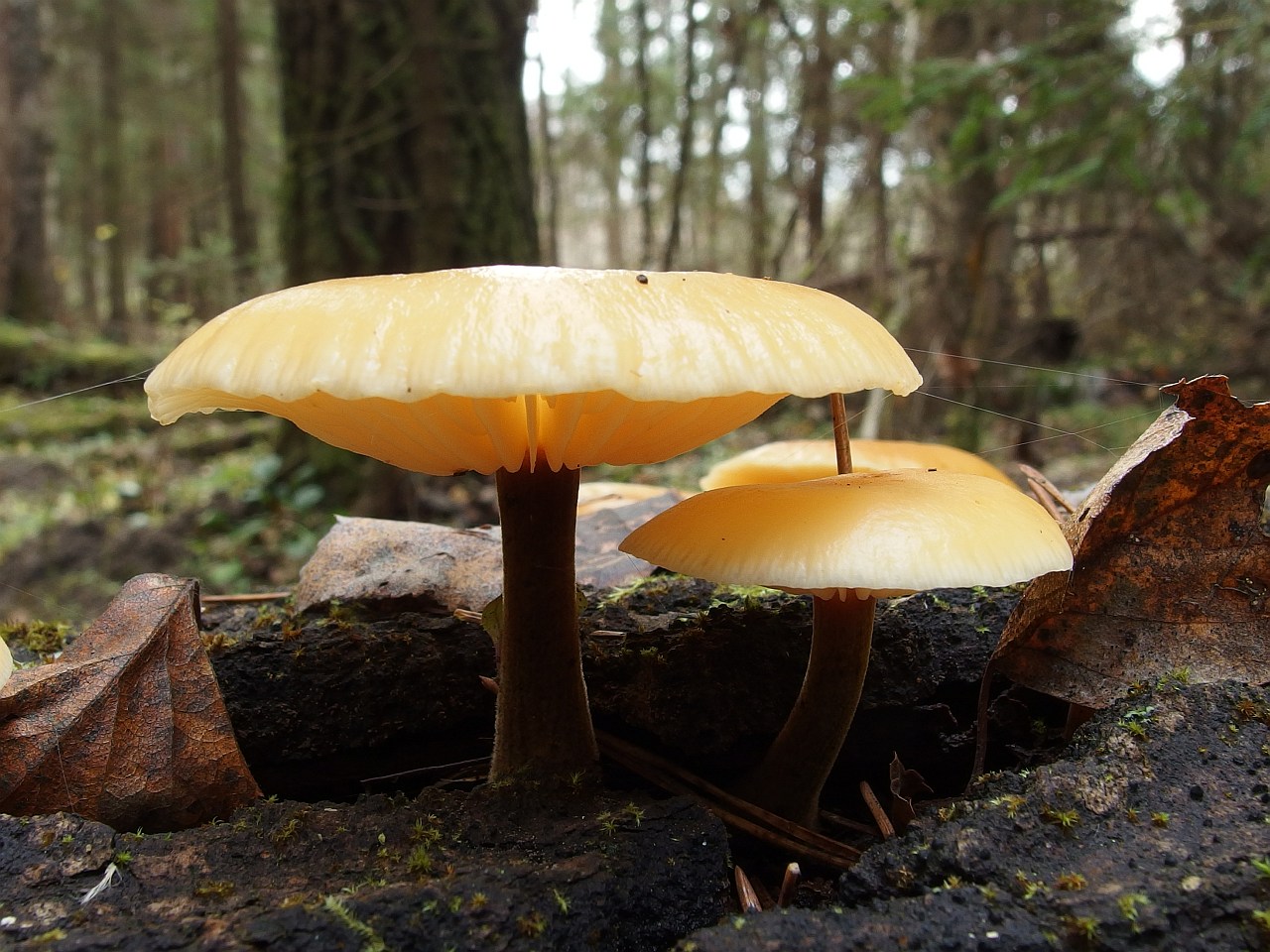 Flammulina velutipes