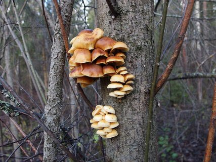 Flammulina velutipes