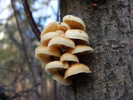 Flammulina velutipes
