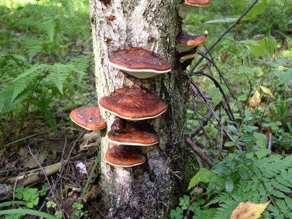 Fomitopsis pinicola