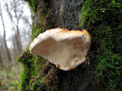 Fomitopsis pinicola