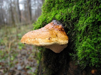 Fomitopsis pinicola
