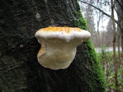 Fomitopsis pinicola