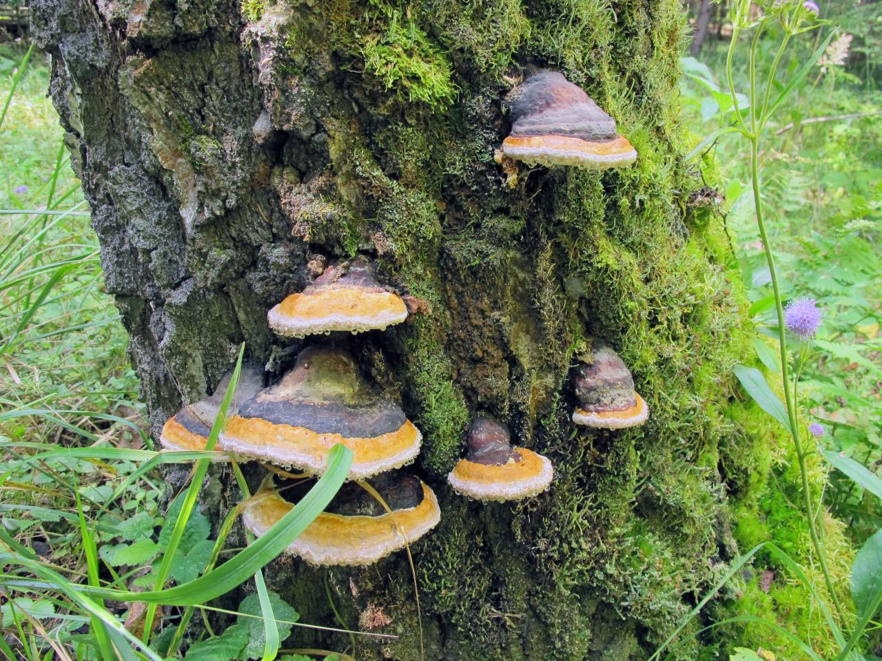 Fomitopsis pinicola