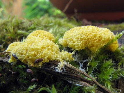Fuligo septica