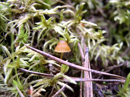 Galerina hypnorum