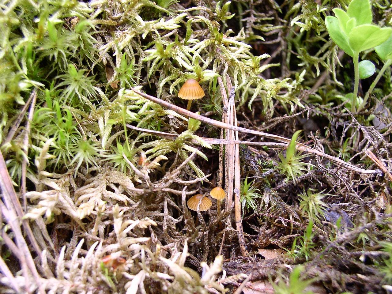 Galerina hypnorum