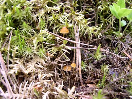 Galerina hypnorum