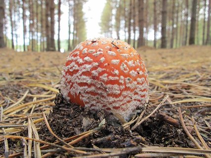 Amanita muscaria