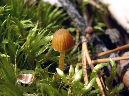 Galerina hypnorum