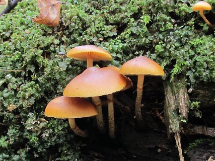Galerina marginata