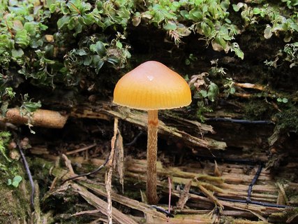 Galerina marginata