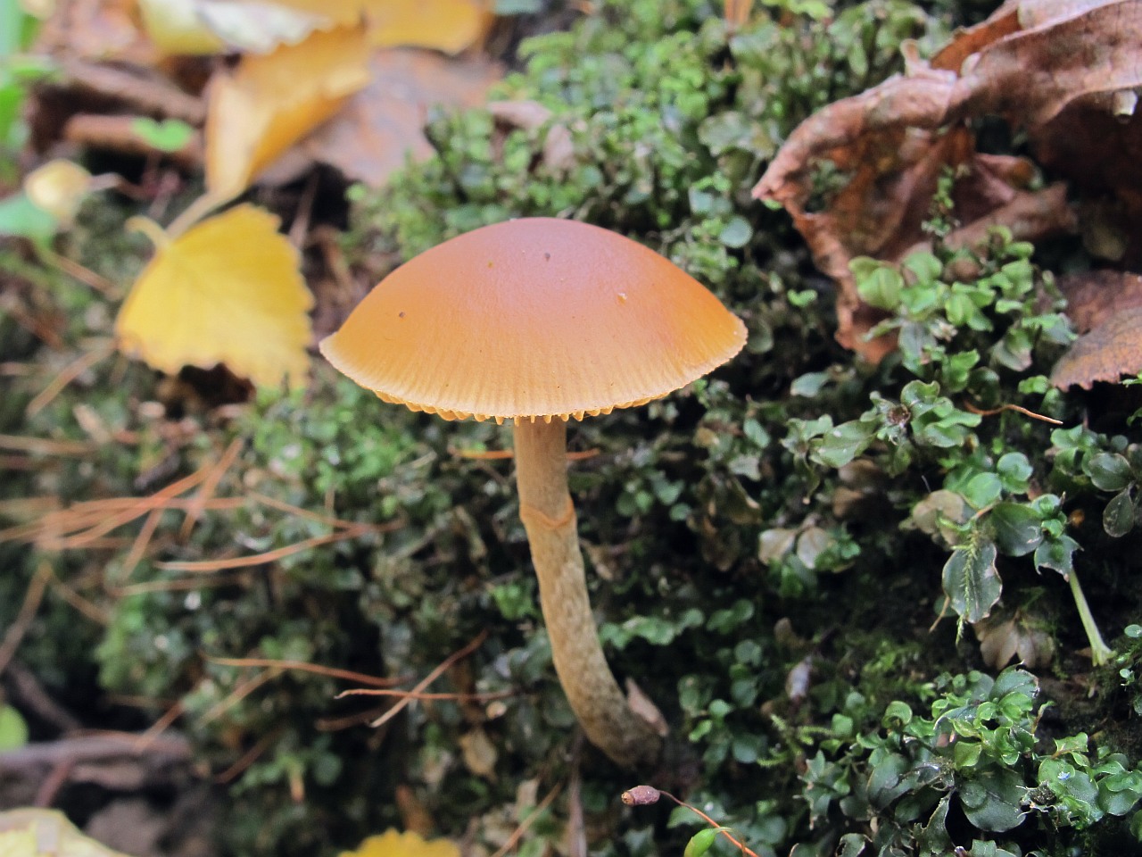 Galerina marginata