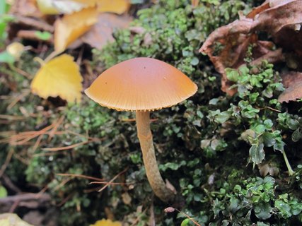 Galerina marginata