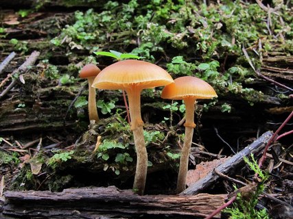 Galerina marginata