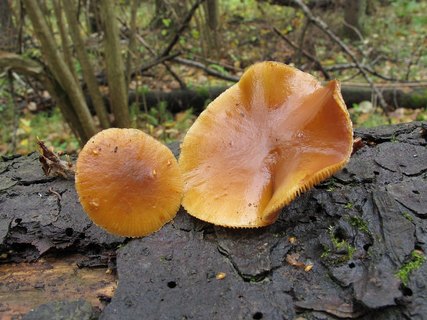 Galerina marginata