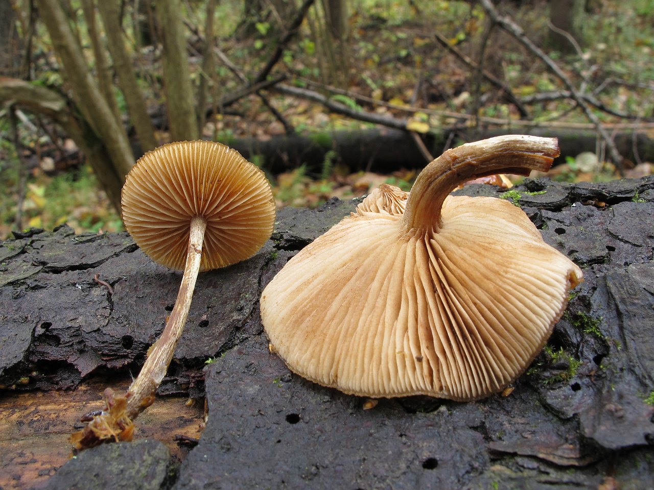 Galerina marginata