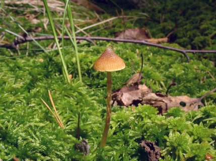 Galerina paludosa