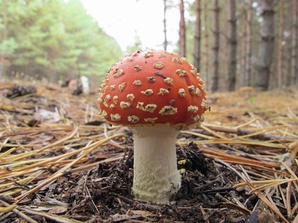 Amanita muscaria
