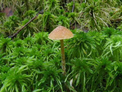 Galerina paludosa