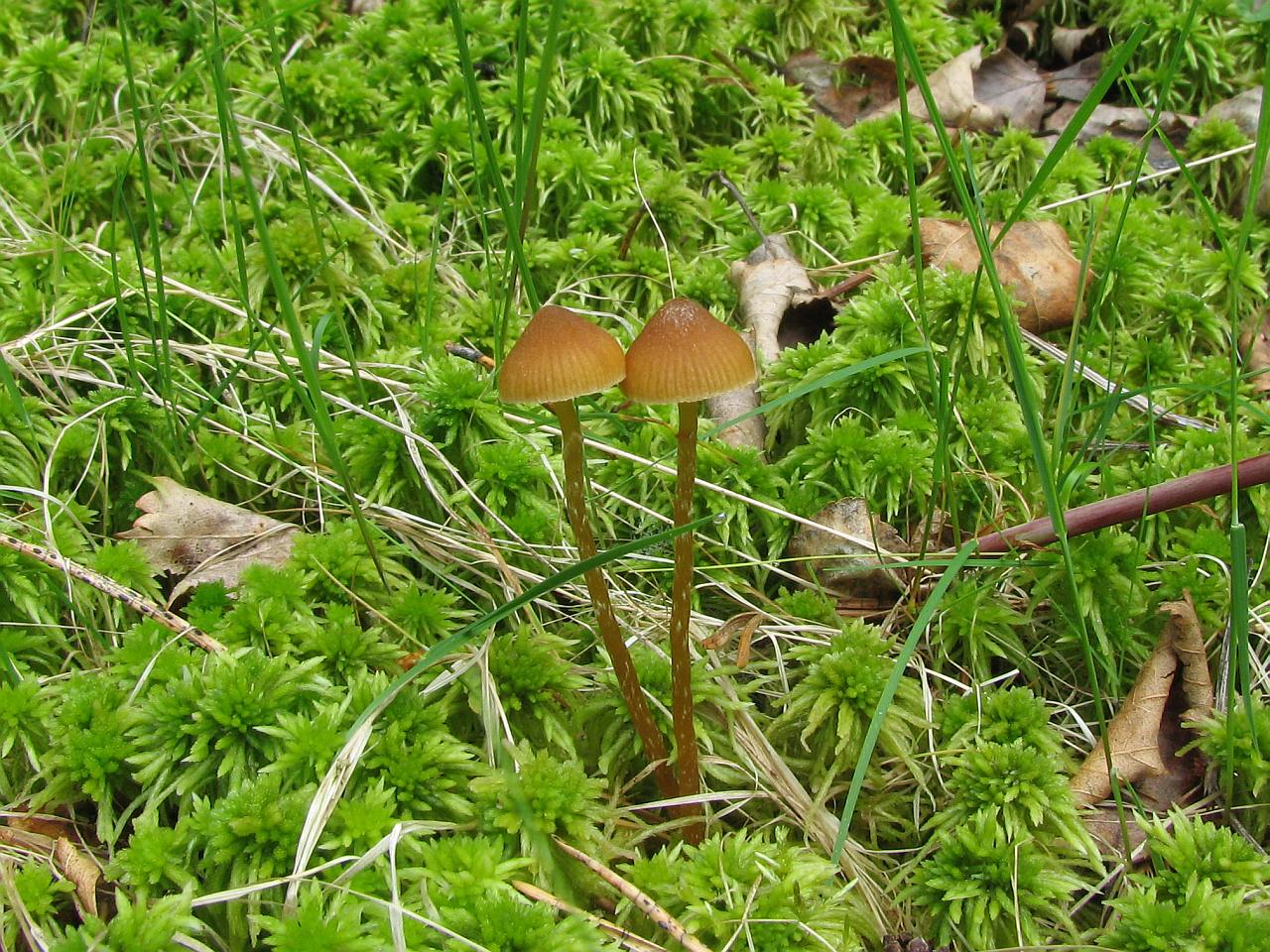 Galerina paludosa
