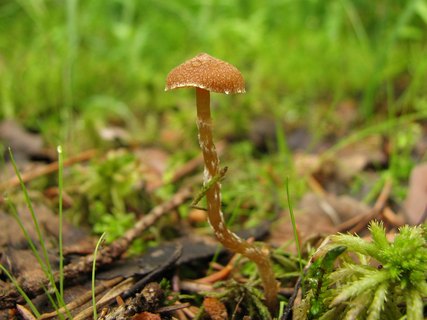 Galerina paludosa
