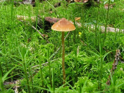 Galerina paludosa