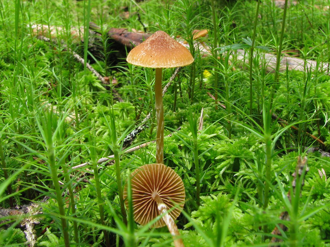 Galerina paludosa