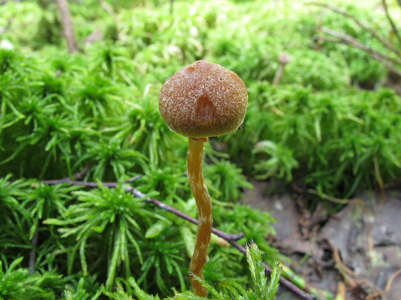 Galerina paludosa