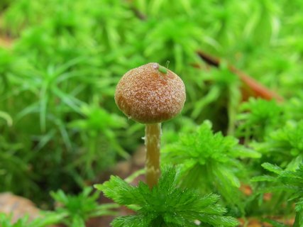 Galerina paludosa