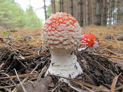 Amanita muscaria