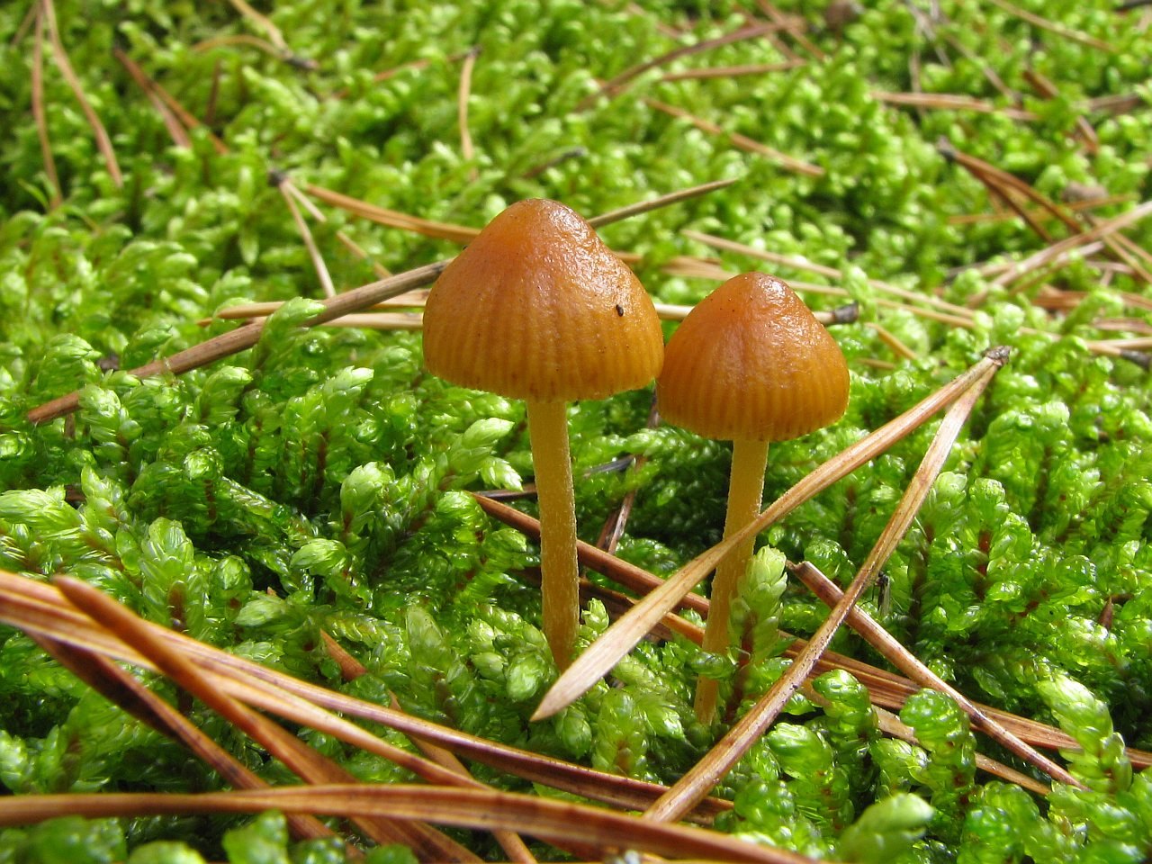Galerina vittiformis