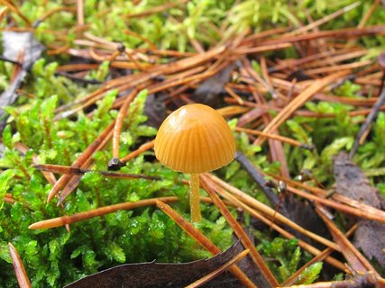 Galerina vittiformis