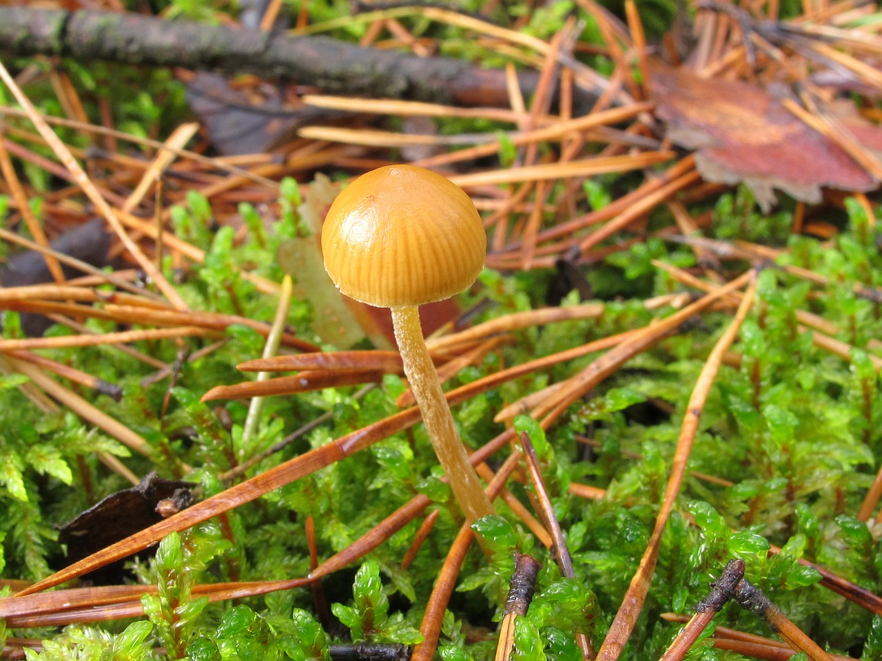 Galerina vittiformis